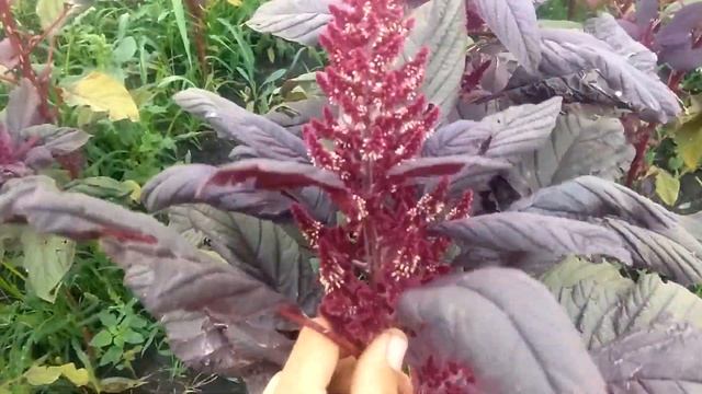 Как цветет амарант смотреть онлайн