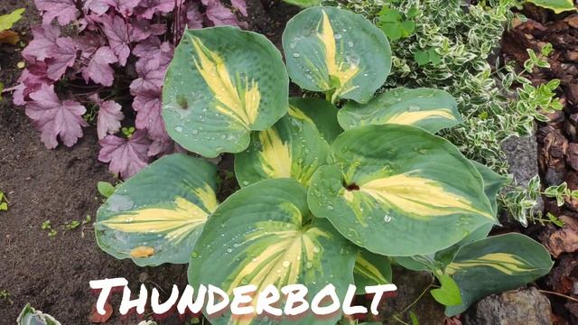 Хоста сорт Thunderbolt в июне смотреть онлайн