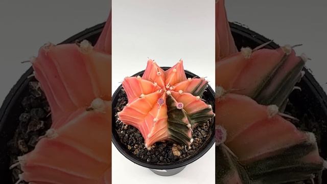 Цветение вариегатного гимнокалициума 🌸 #noartnomart #maplants #кактусы #гимнокалициум #цветение смотреть онлайн