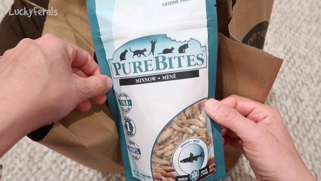 Simba’s New Name, Muse Salmon & Shrimp Cat Food, Going Out OF Business Sale * S4 E25 * Cat Vlog смотреть онлайн