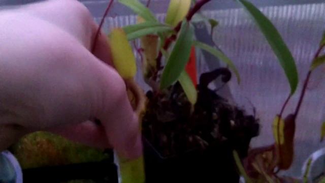 NEPENTHES CARNIVOROUS PITCHER PLANTS смотреть онлайн