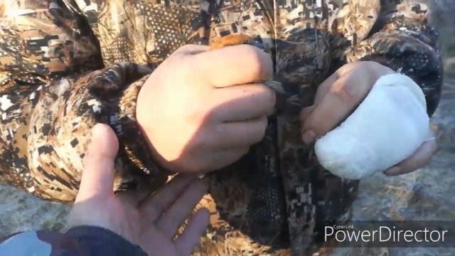 Ловля клестов еловиков в первые заморозки. 21.11.2019. смотреть онлайн