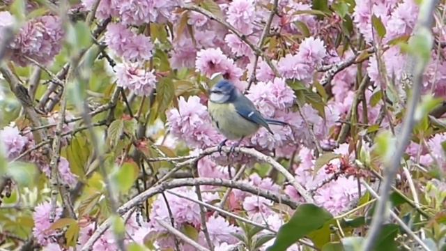 Звуки природы,пение птиц, для сна,Весна Nature sounds, birdsong, sleep, spring смотреть онлайн