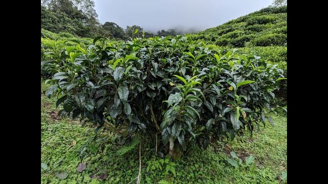 Выпуск 2. Ботаника смотреть онлайн