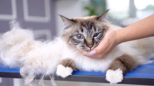 Calm and sweet cat! So lovely!! 😻🛁✂️❤️ смотреть онлайн