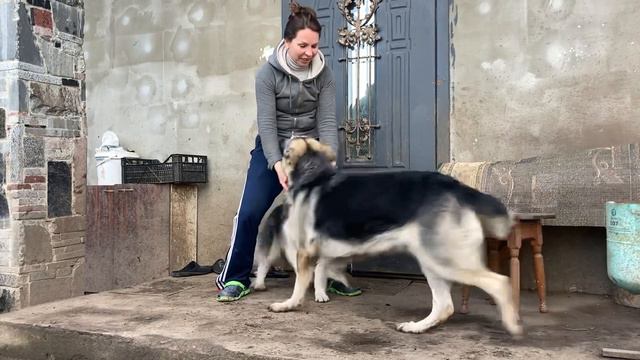 Любимая хозяйка   собаки обожают ее  ВЕО и хаски  Эрик  Гера и Айза .