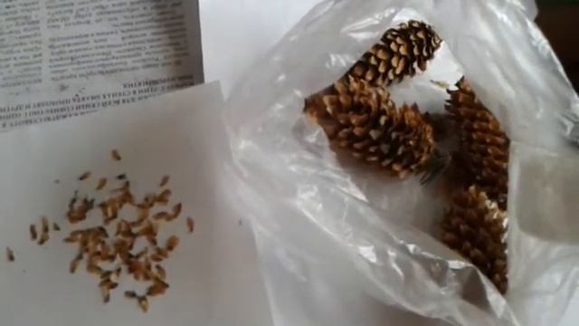 Как легко и просто получить семена голубой ели смотреть онлайн