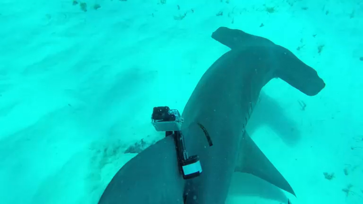 Катаемся на рыбах смотреть онлайн