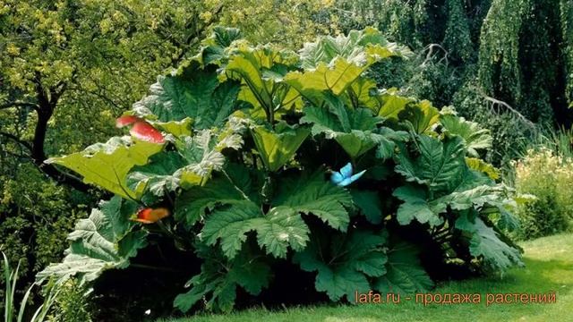 Гуннера обыкновенный (gunnera manicata) ? обыкновенный гуннера обзор: как сажать, саженцы гуннеры смотреть онлайн