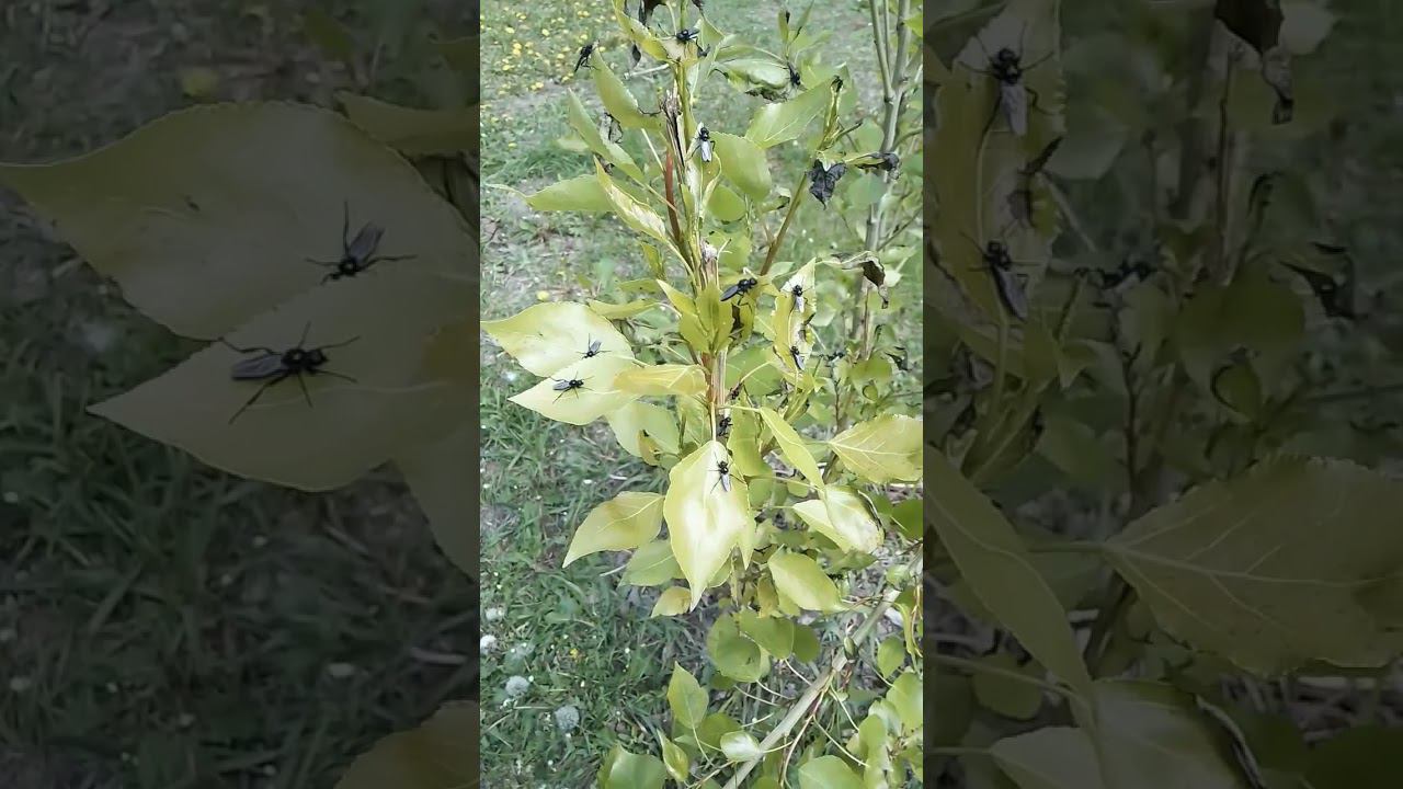 Что это за жуки?) смотреть онлайн