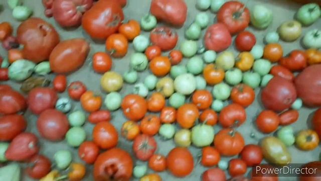 Помидоры на Урале. смотреть онлайн