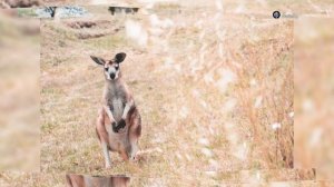 Кенгуру - умеют ли бегать знаменитые прыгуны