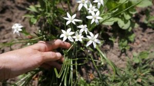 Птицемлечник - милый и очень полезный цветок!