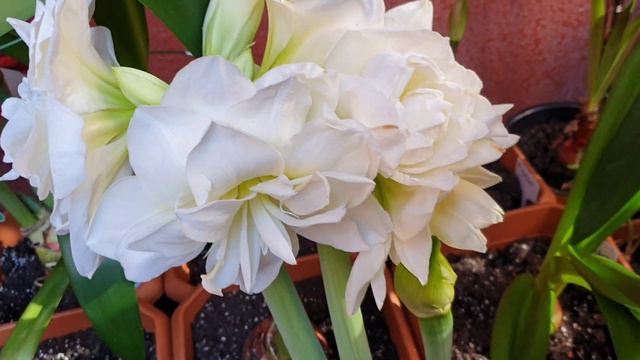 Alfresco Hippeastrum
