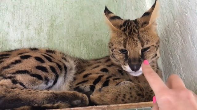 Злой сервал. Сервал атакует