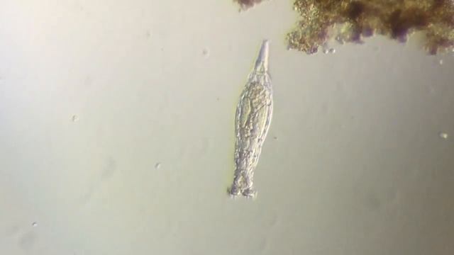 Выращиваем одноклеточных 3 смотреть онлайн