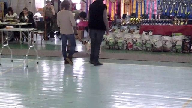 Французский бульдог на выставке 2 смотреть онлайн