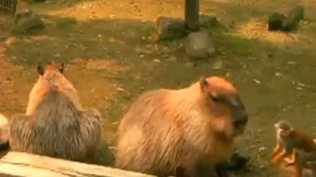 Капибары смотреть онлайн