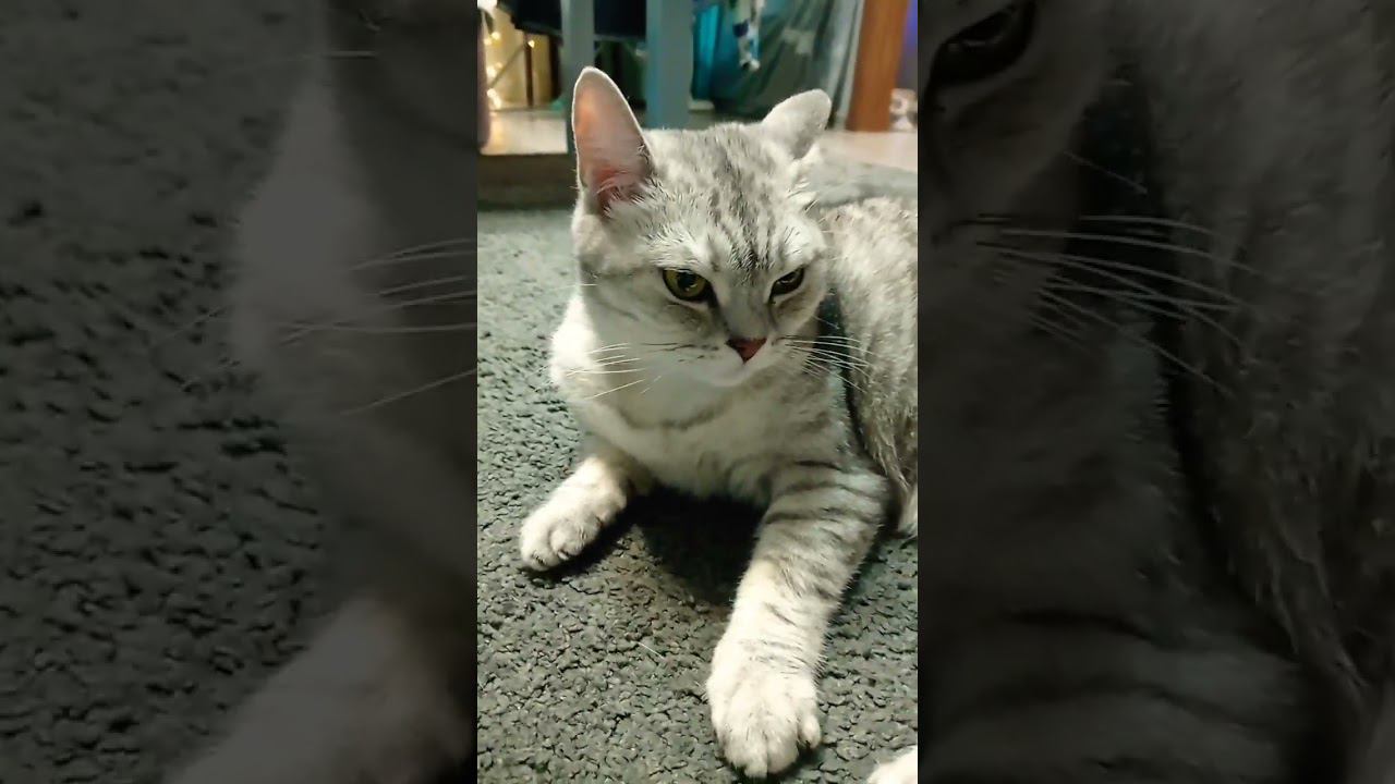 Любишь котиков? #Shorts смотреть онлайн