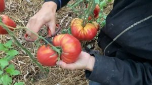 Сорт томата «Мазарини» от "Биотехника" в теплице на питательной грядке. Большой помидор