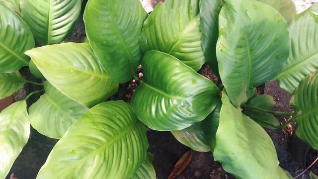 HOW TO TAKE CARE AND GET YOUR PEACE LILY (Spathiphyllum) TO BLOOM | Gardening Care Tips смотреть онлайн