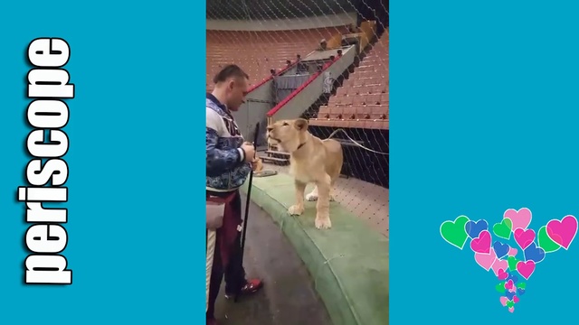 Репетиция с хищниками Rehersal with predators смотреть онлайн