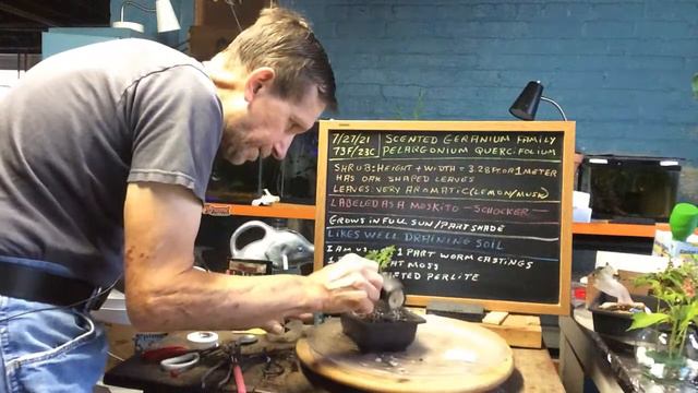 Pelargonium Quercifolium