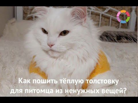 Как пошить одежду питомцу из ненужных вещей? смотреть онлайн