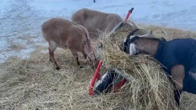 Козы//содержание//начинающим// смотреть онлайн