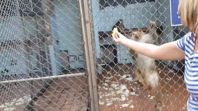 Сухумский обезьянник. Сухум, Абхазия. смотреть онлайн