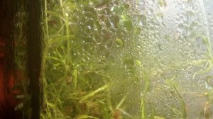 Прошло 15 дней. Флорариум в банке. Замкнутая экосистема.