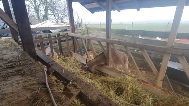 Небольшие новости о Козах🐐🐐🐐 смотреть онлайн