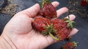 Купчиха - клубника, плодоношение в Ягодном Подворье