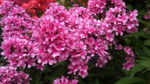 Флоксы: выбираю лучшие сорта этого сезона