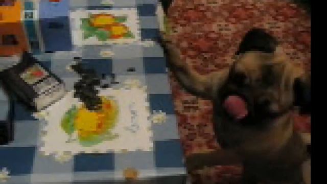 Мопс Ларочка смотреть онлайн