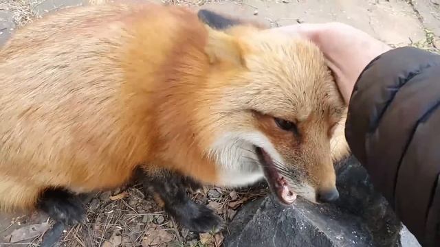 Ли Сяо / Alice the Fox Лиса Алиса (Место, где лису никто не найдет) смотреть онлайн