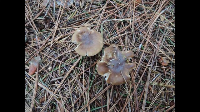 Melanoleuca Melaleuca
