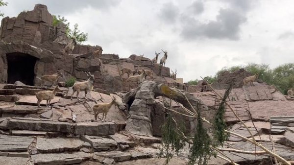 MOSCOW ZOO | МОСКОВСКИЙ ЗООПАРК | parc zoologique de Moscou | Zoológico de Moscú | Moskauer Zoo