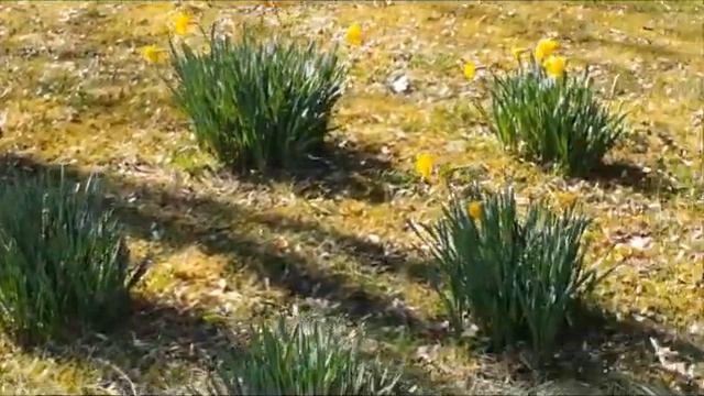 Narzissen (Osterglocken) Wiese beim Spaziergang von März смотреть онлайн
