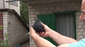 Кировоградские голуби у Петровича