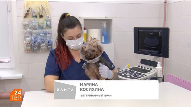 Той-терьер: маленькая собака, которая чувствует себя большой | Элита | ТВР24 | Сергиев Посад смотреть онлайн