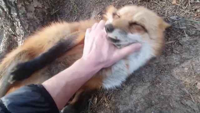 Ли Сяо / Alice the Fox Лиса Алиса (Хитрый план лисы!!) смотреть онлайн