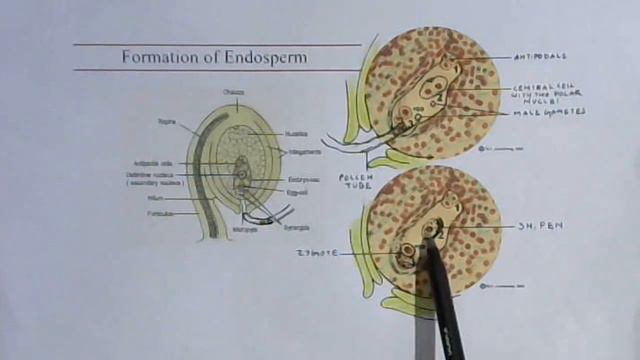 Sexual Reproduction in Flowering Plants Class 12 // Endosperm and it's type смотреть онлайн