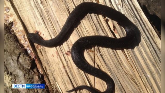 Атакуют в случае опасности: ярославцам рассказали, что делать при укусе змеи смотреть онлайн