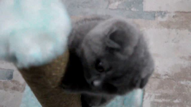 SCOTTISH FOLD TRYING TO CLIMB смотреть онлайн