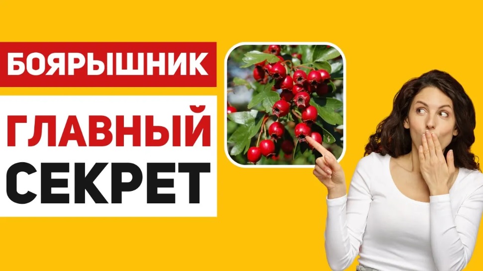 Боярышник – ягода для сердца, сосудов, кишечника и не только