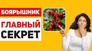 Боярышник – ягода для сердца, сосудов, кишечника и не только
