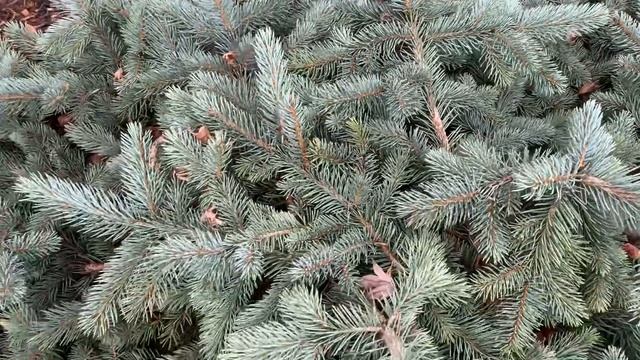 Picea Pungens 'Procumbens' Crawling Blue Colorado Spruce
