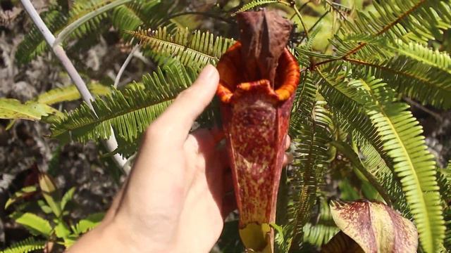 4K Tropical Plant - RARE TROPICAL PITCHER PLANT or Nepenthes Fusca in Wild - South Borneo Rainfores смотреть онлайн