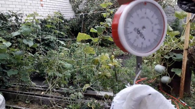 Вес мулардов в 2 месяца. смотреть онлайн